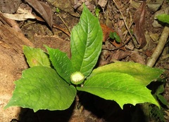 Dorstenia choconiana