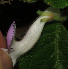Episcia lilacina