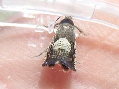 Grapholita tristrigana