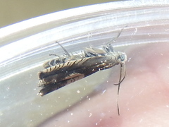 Grapholita tristrigana