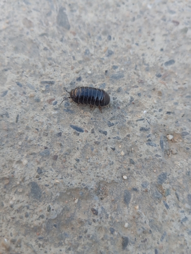 Common Pill Woodlouse