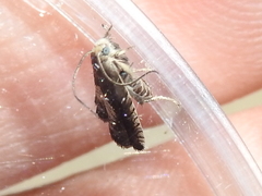 Grapholita tristrigana
