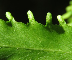 Lygodium heterodoxum