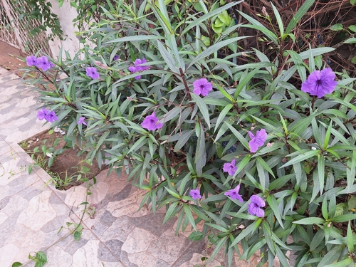 Mexican Ruellia