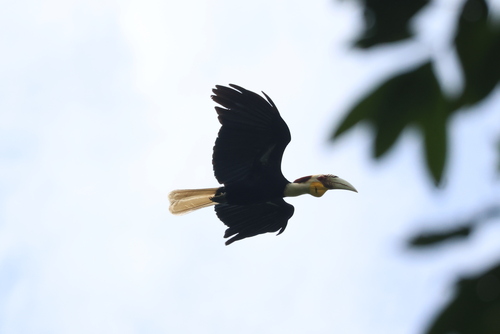 Wreathed Hornbill