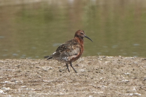 iNaturalist: (c) Анна Гуляева, some rights reserved (CC BY-NC), uploaded by Анна Гуляева iNaturalist image