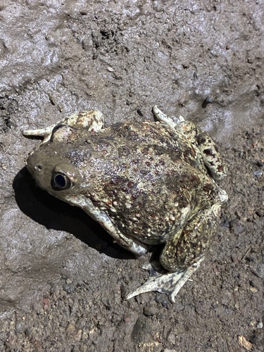 Common Spadefoot