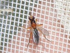 Cordilura