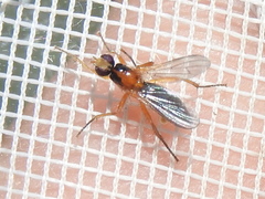 Cordilura