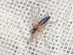 Cordilura