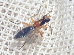 Cordilura