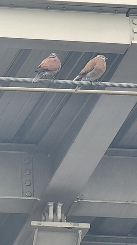 Red Collared-Dove
