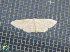 Scopula rufisalsa