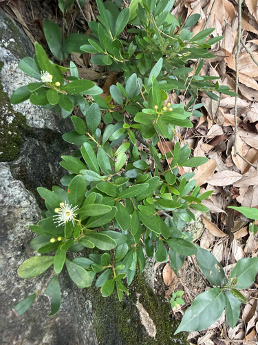 Syzygium buxifolium observed 2026-06-04