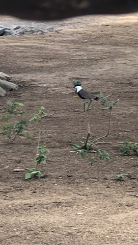 iNaturalist: (c) allie-cat, some rights reserved (CC BY-NC) iNaturalist image