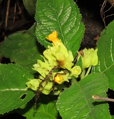 Chrysothemis friedrichsthaliana