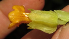 Chrysothemis friedrichsthaliana