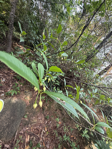 Adinandra millettii observed 2026-06-04