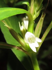 Hygrophila costata