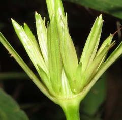 Hygrophila costata