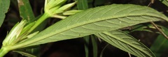Hygrophila costata