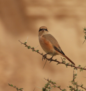 Isabelline Shrike
