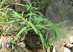 Hygrophila costata