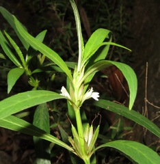Hygrophila costata