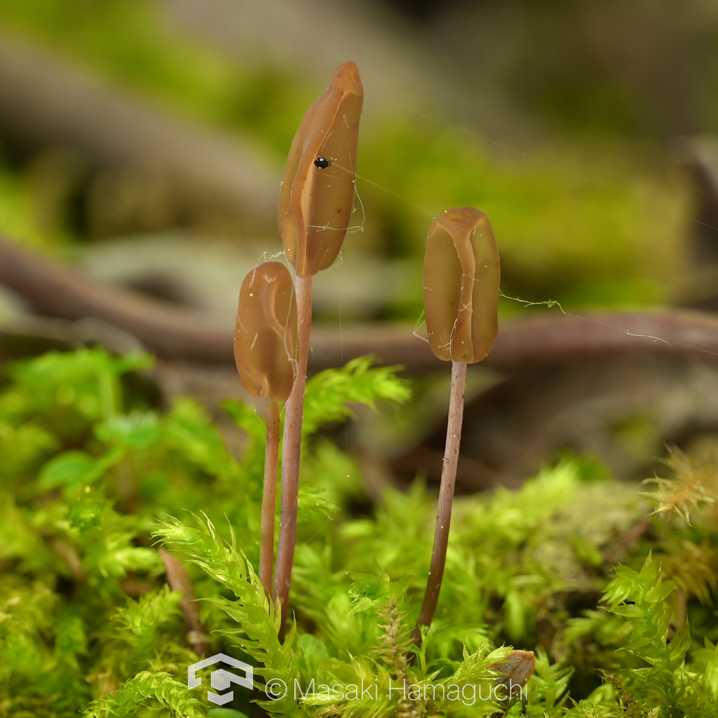 Scleromitrula shiraiana