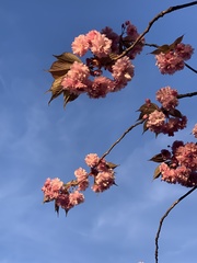 Cerasus