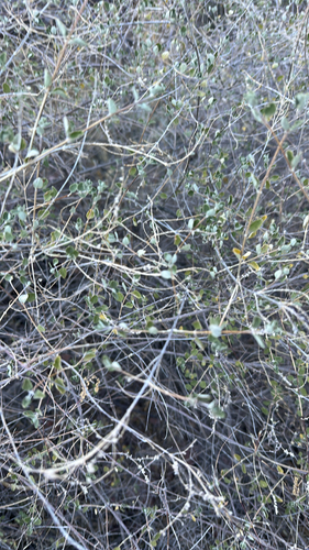 Wright's beebrush