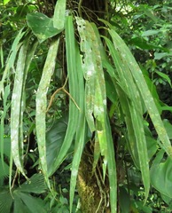 Anthurium friedrichsthalii