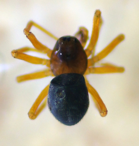 Trichopternoides thorelli