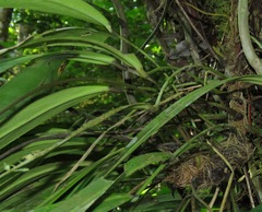 Anthurium friedrichsthalii