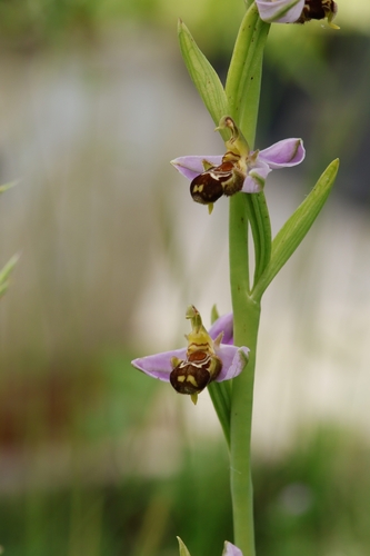 Bee Orchid