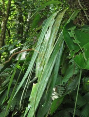 Anthurium friedrichsthalii