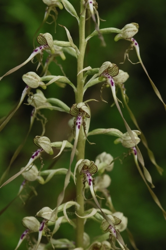 Lizard Orchid