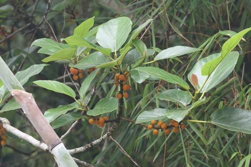 Ficus fulva