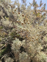Artemisia arborescens, photograph (c) Gianmaria Bonari, some rights reserved (CC BY)