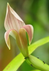 Maxillaria egertoniana