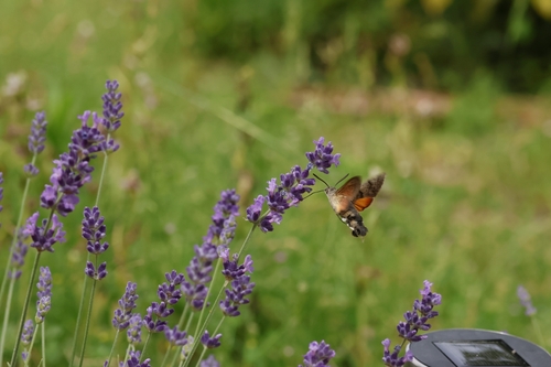 Eurasian Hummingbird Hawkmoth