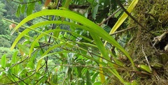 Maxillaria egertoniana