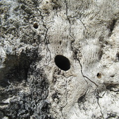 Melanerpes carolinus