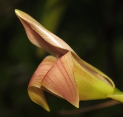 Maxillaria egertoniana