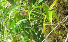 Maxillaria egertoniana