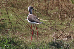 Himantopus himantopus