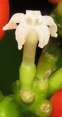 Notopleura uliginosa image