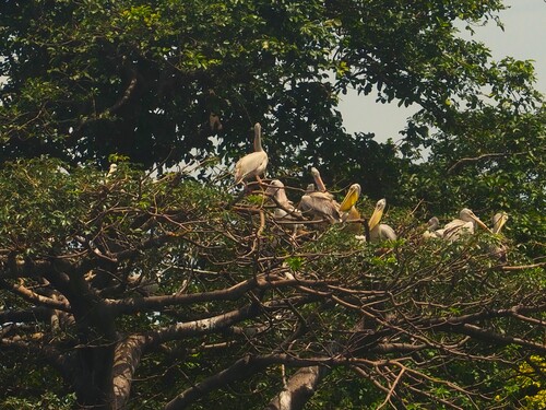 Pink-backed Pelican