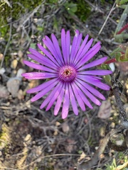 Lampranthus spiniformis, photograph (c) Charleen Brunke, some rights reserved (CC BY)
