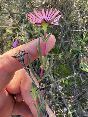Lampranthus spiniformis, photograph 6